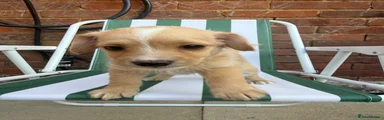 Jackapoo 4