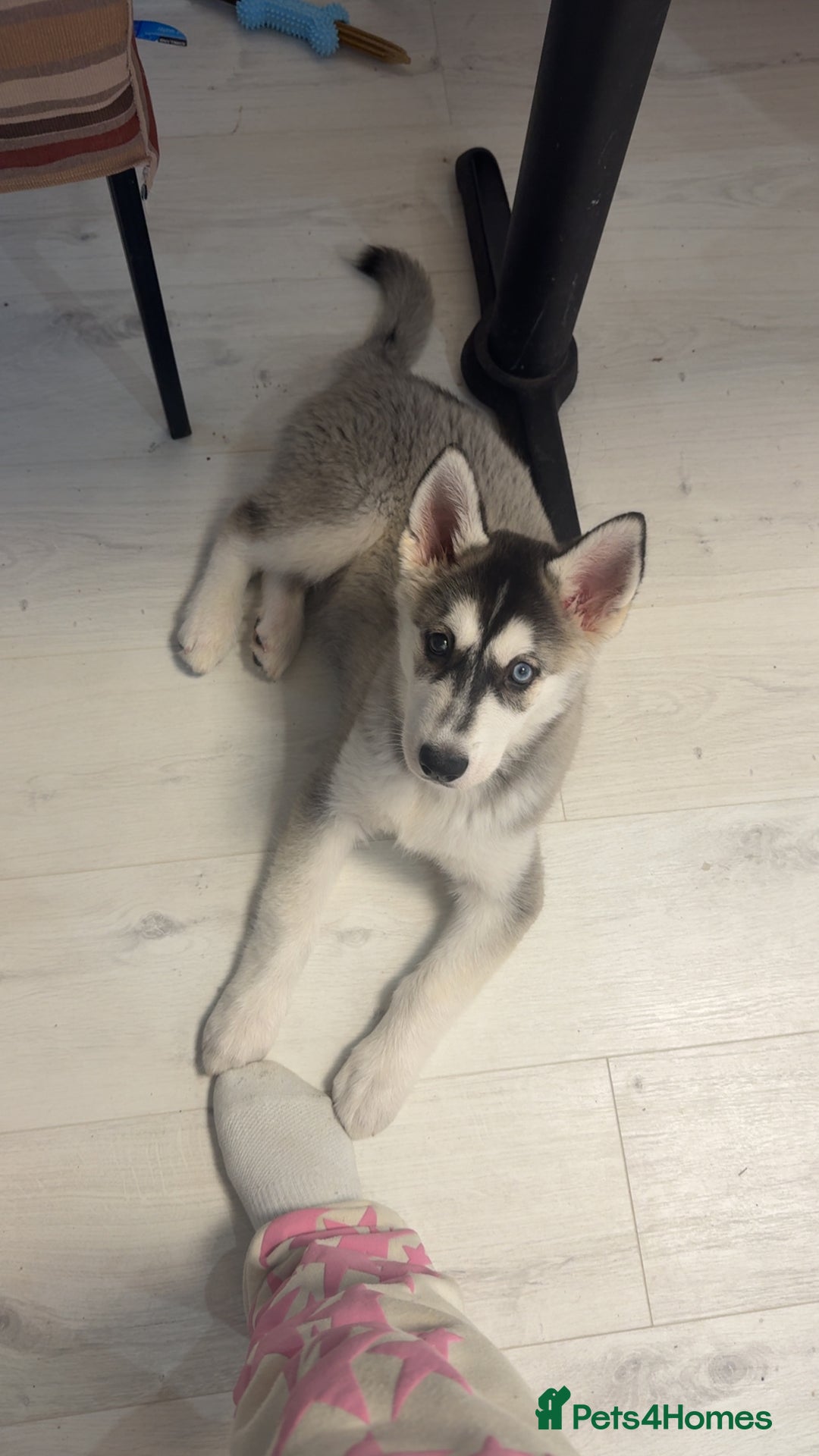 Siberian Husky dogs for sale: 13 week old husky (1 blue eye) - Advert 1