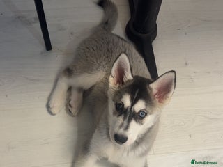 Siberian Husky dogs 13 week old husky (1 blue eye) - Advert 1
