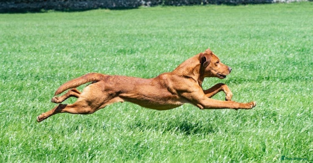 Labrador Retriever dogs for stud: KC REG FULLY HEALTH TESTED WORKING DARK RED STUD in Hawes - Image 2