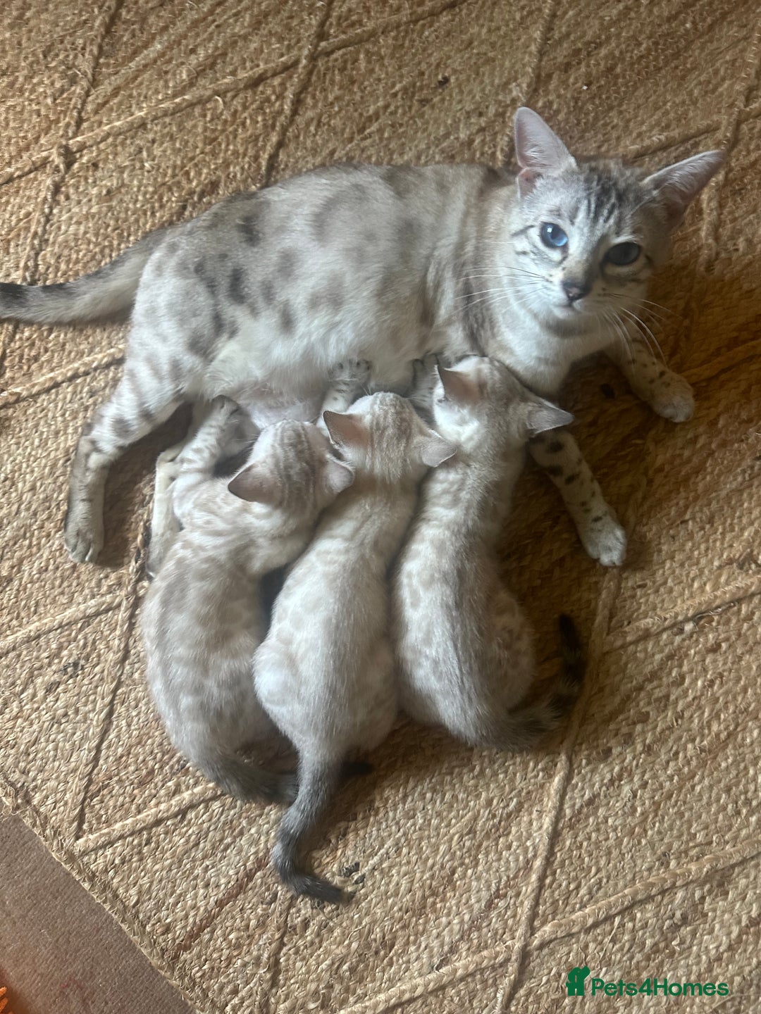 Bengal cats for sale: Snow lynx point bengal kittens  - Image 8
