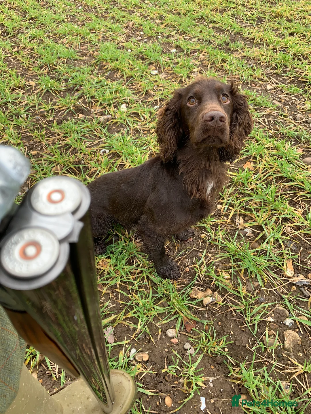 Cocker Spaniel dogs for stud: Working Cocker Spaniel for Stud in Windsor - Advert 5