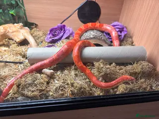 Corn Snake reptiles Male Corn snake - Advert 2