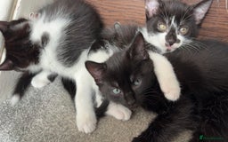 Mixed Breed cats for sale: 3 male kittens  - Image 6