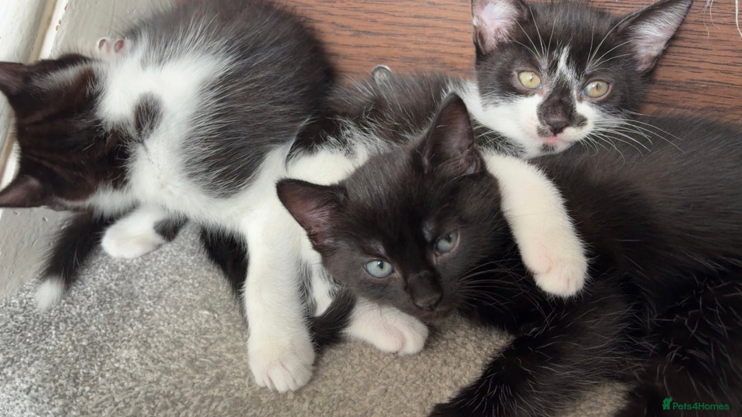 Mixed Breed cats for sale: 3 male kittens  - Image 6
