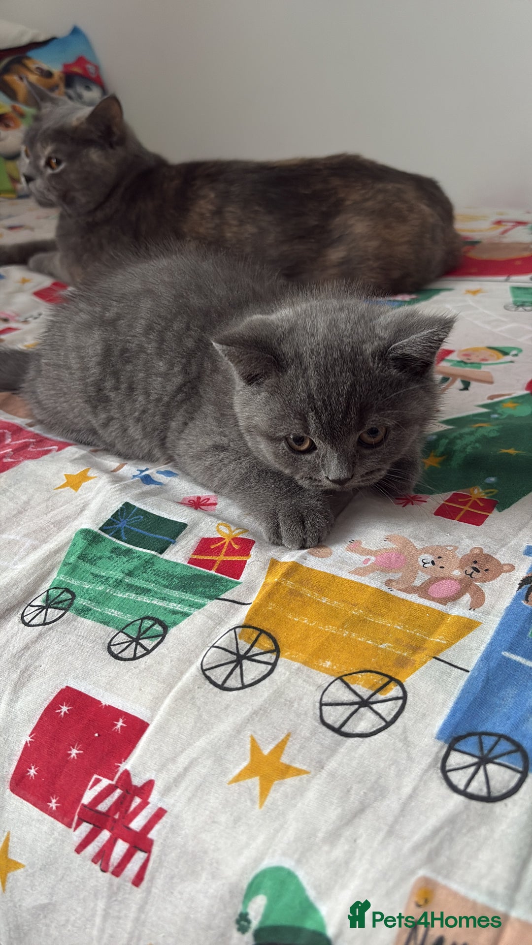 British Shorthair cats for sale: BSH Kittens: Cream Boy & Blue-Grey Girl - Advert 12
