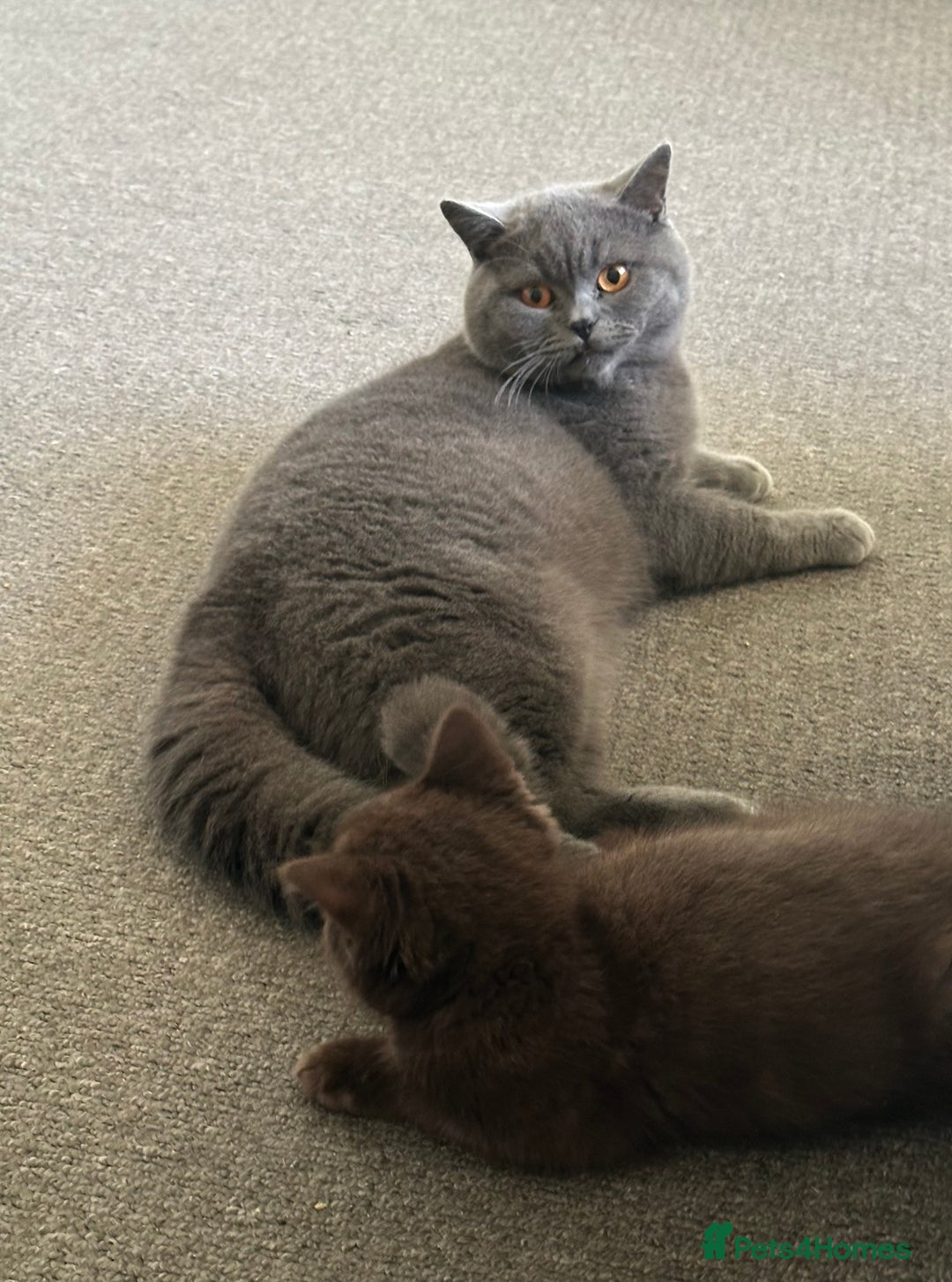 Mixed Breed cats for sale: BSH Ragdoll mix kittens - Advert 15