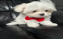 Maltese dogs for sale: 🥰 Gorgeous puppies 🥰🥰 - Image 3