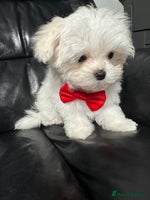 Maltese dogs - Advert 5