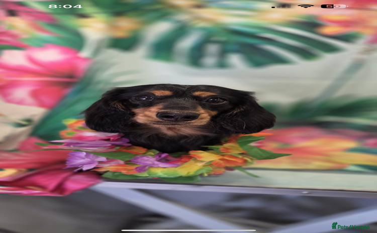 Miniature Dachshund dogs - Advert 9