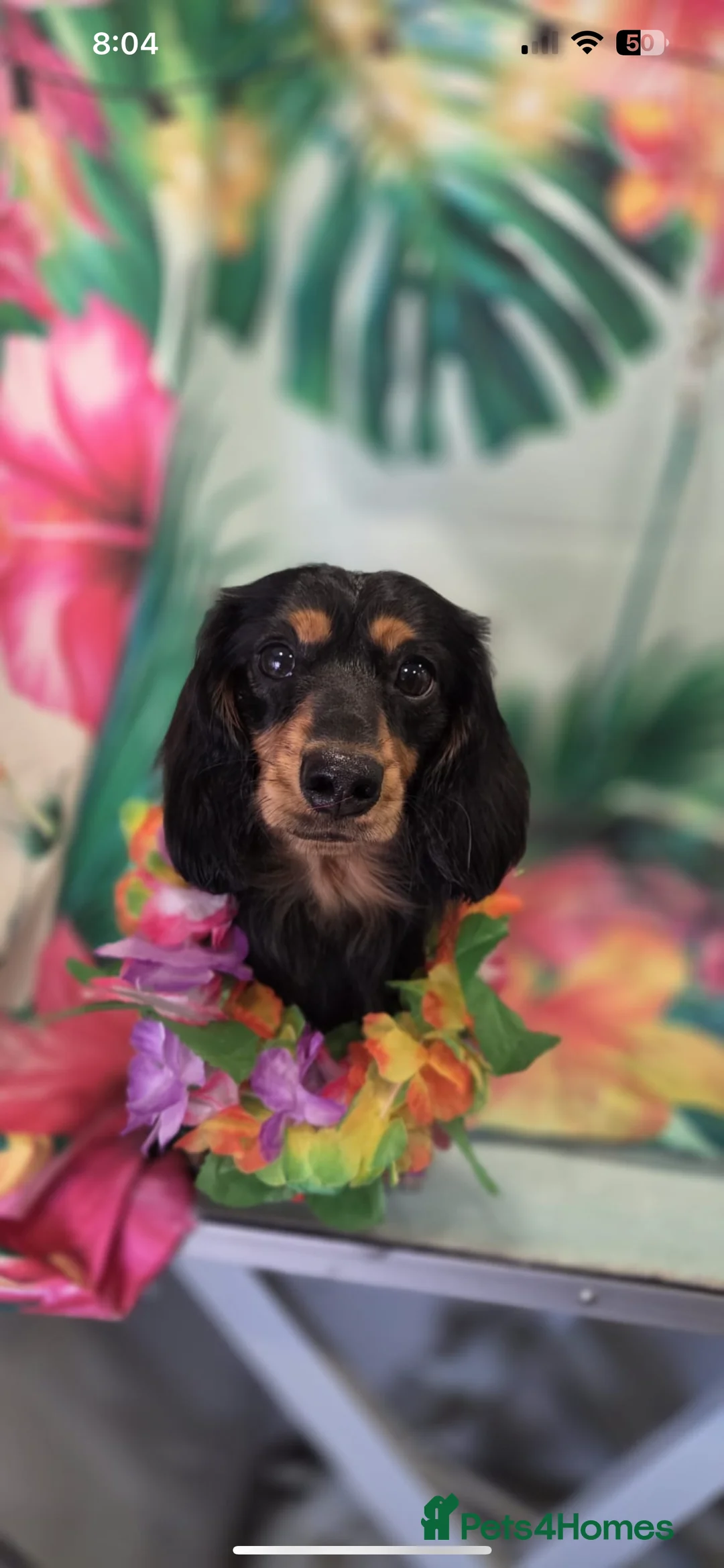 Miniature Dachshund dogs for stud: 🔥Proven KC Registered Miniature Dachshund Stud🔥  - Advert 1