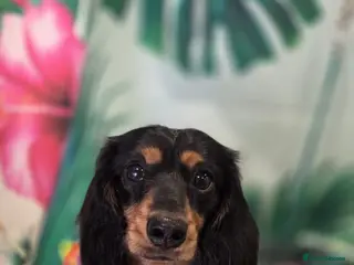 Miniature Dachshund dogs 🔥Proven KC Registered Miniature Dachshund Stud🔥 - Advert 17