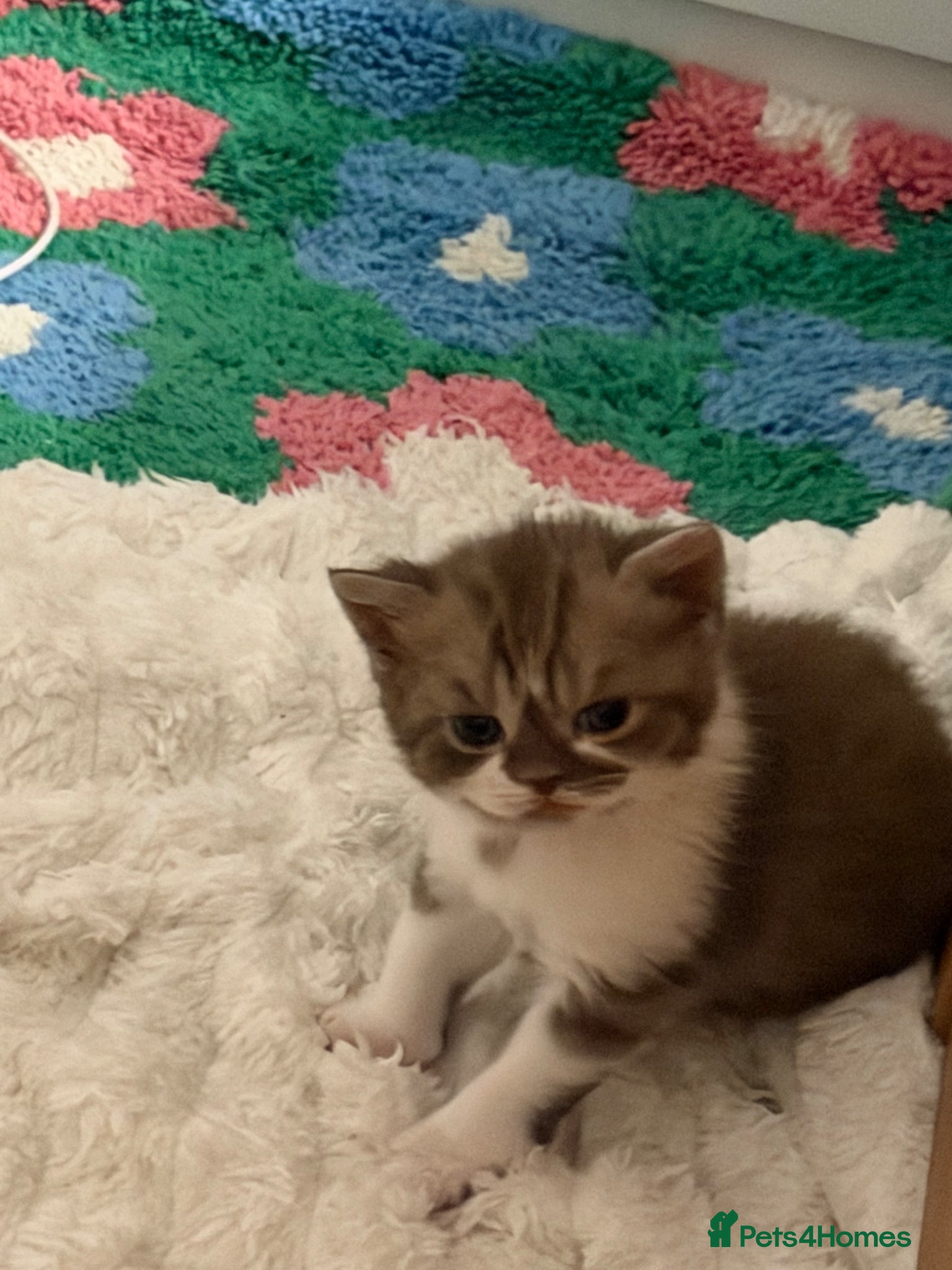British Shorthair cats BSH kittens💚💙💜🧡🎀🎀🎀 - Advert 1