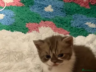 British Shorthair cats BSH kittens💚💙💜🧡🎀🎀🎀 - Advert 1