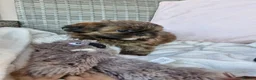Shih Tzu dogs for sale: Shih-tzu puppy's for sale  - Advert 3