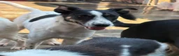 Mixed Breed dogs for adoption: Max - Norwich Norfolk  - Advert 10