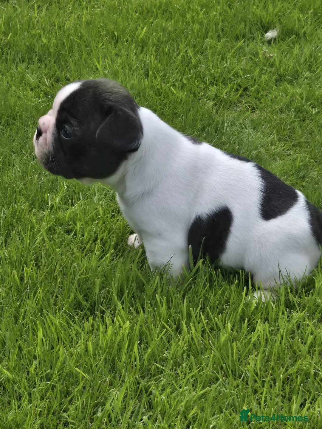 French Bulldog dogs for sale: Frenchbulldog Puppies - Advert 2