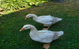 Geese poultry for sale: Pilgrim goslings - Image 7