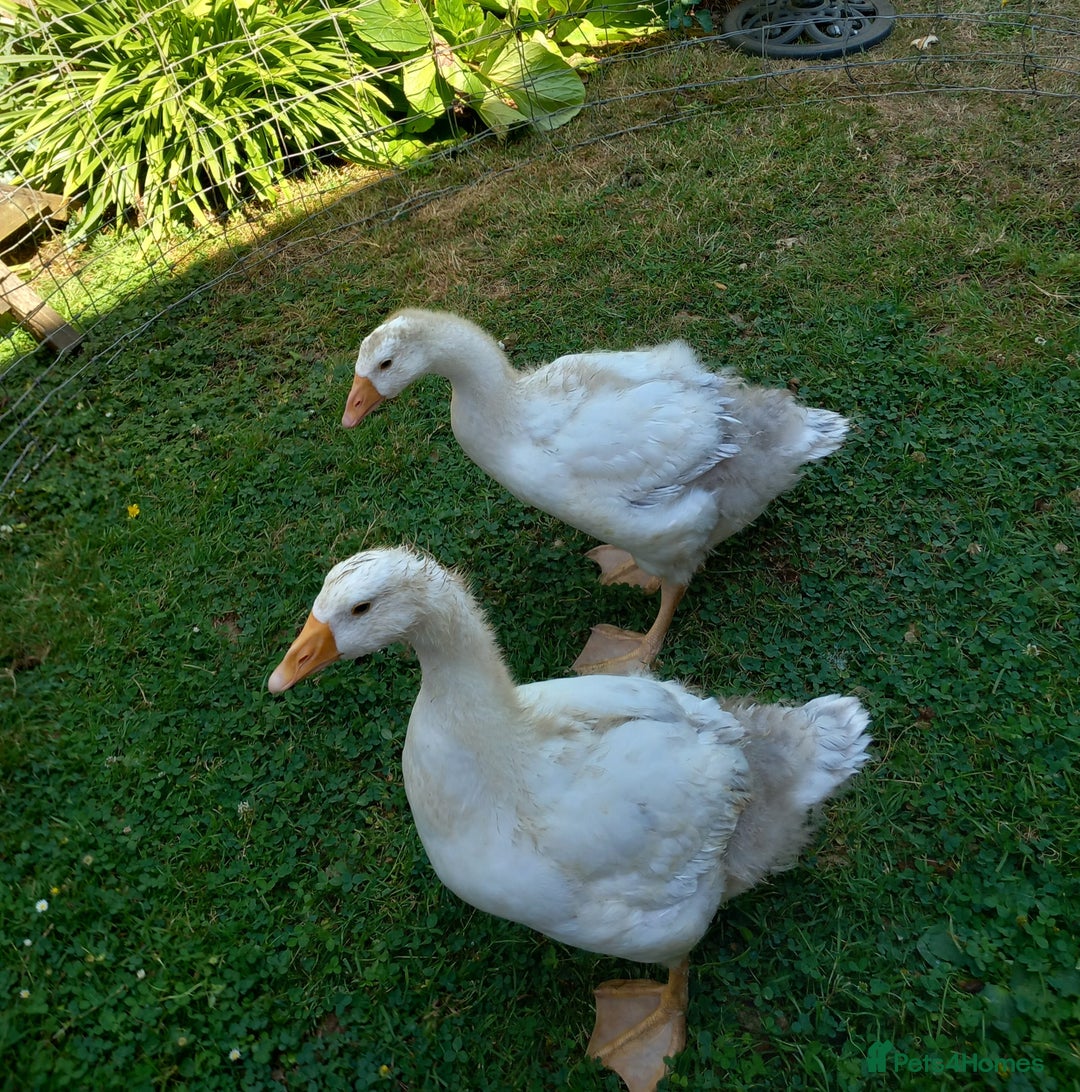 Geese poultry for sale: Pilgrim goslings - Image 7