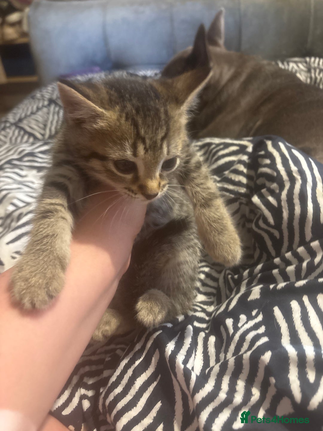 Bengal cats for sale: Last bengle girl  - Advert 1