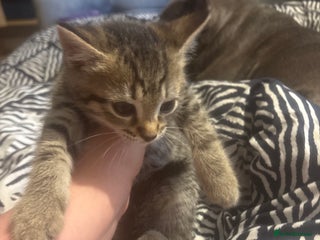 Bengal cats Last bengle girl - Advert 1