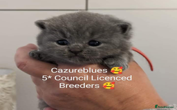 British Shorthair cats for sale: Gccf STUD, Blue Spotted,Blue, Lilac, Bi - Image 4
