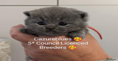 British Shorthair cats - Advert 13