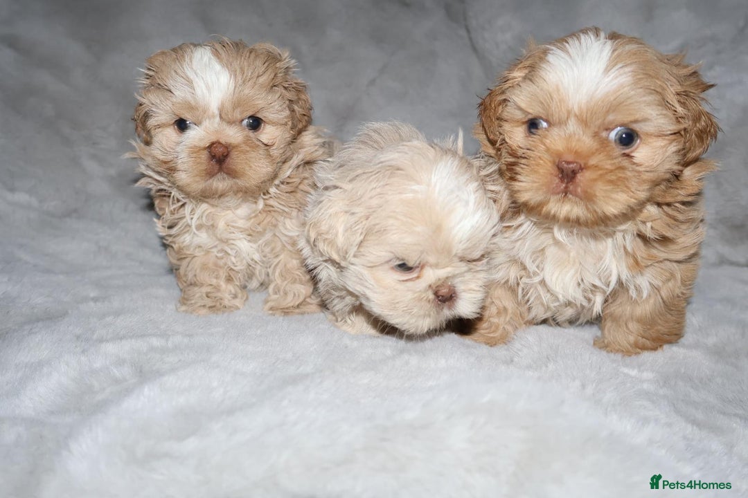 Shih Tzu dogs for sale: ✨️Exceptional Imperial Litter Ready Mid December✨️ - Advert 10