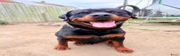 Rottweiler dogs for stud: ⭐️ Rottweiler stud ⭐️ - Advert 3
