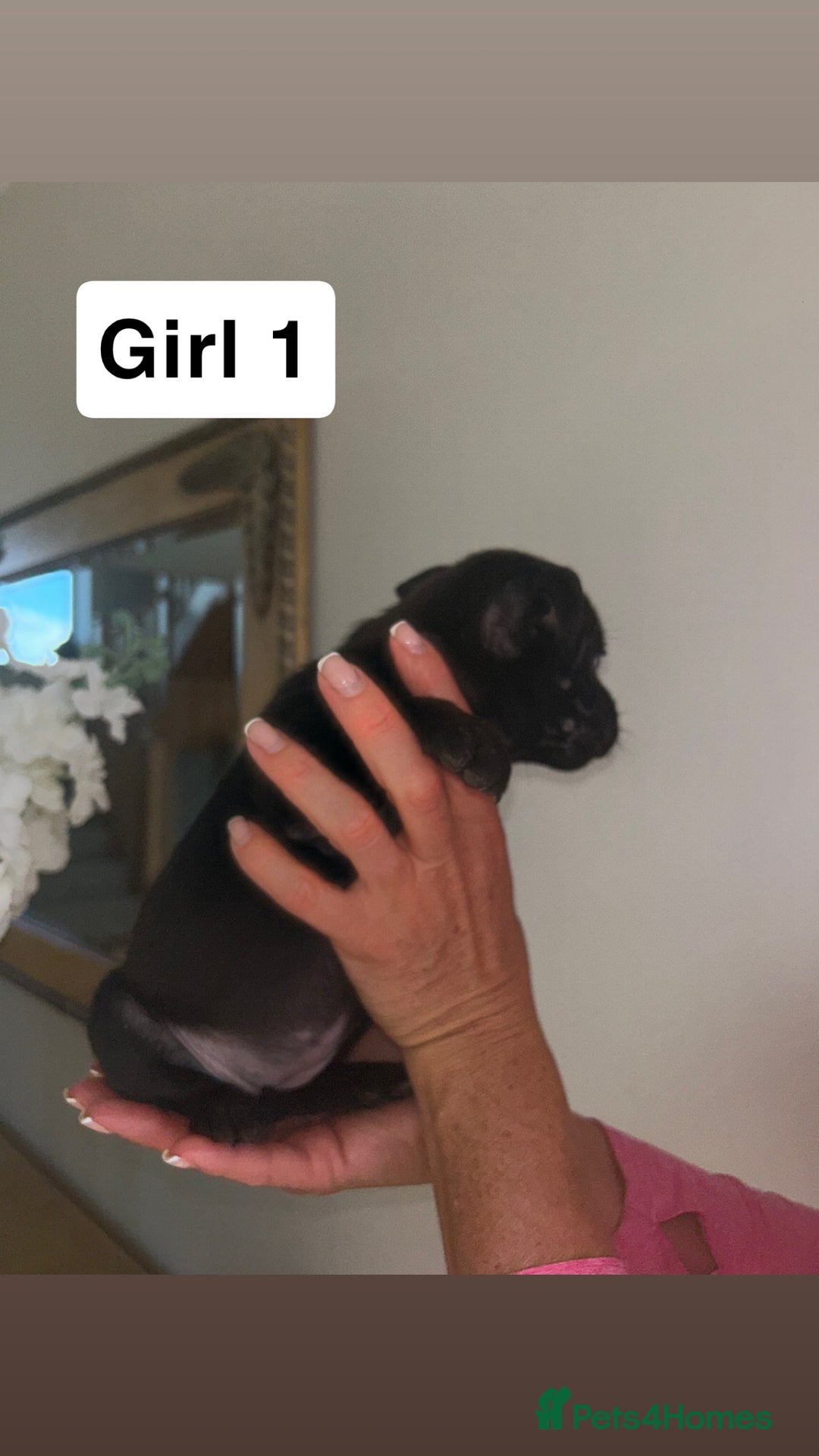 Staffordshire Bull Terrier dogs for sale: Beautiful staffordshire bull terrier puppies  - Image 17