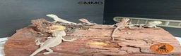 Bearded Dragon reptiles for sale: Red Monster /Zero Baby Bearded Dragons ready to go - Advert 11