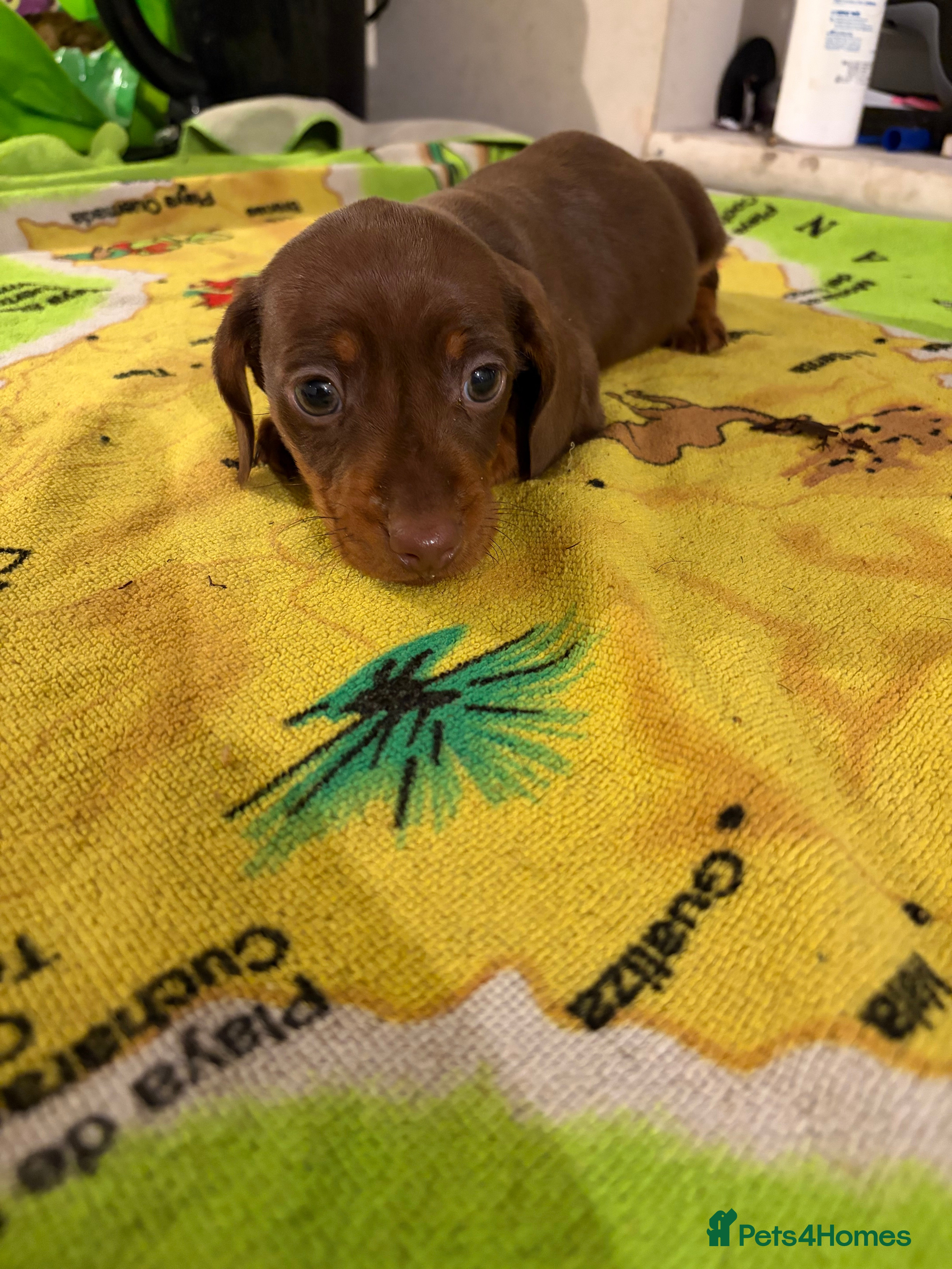 Miniature Dachshund dogs Last choc tan boy available  - Advert 12