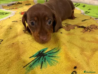 Miniature Dachshund dogs Last choc tan boy available - Advert 7