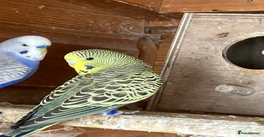 Budgerigars birds - Advert 3