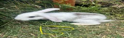 Mixed Breed rabbits for sale: X8 Baby Rabbits  - Advert 4