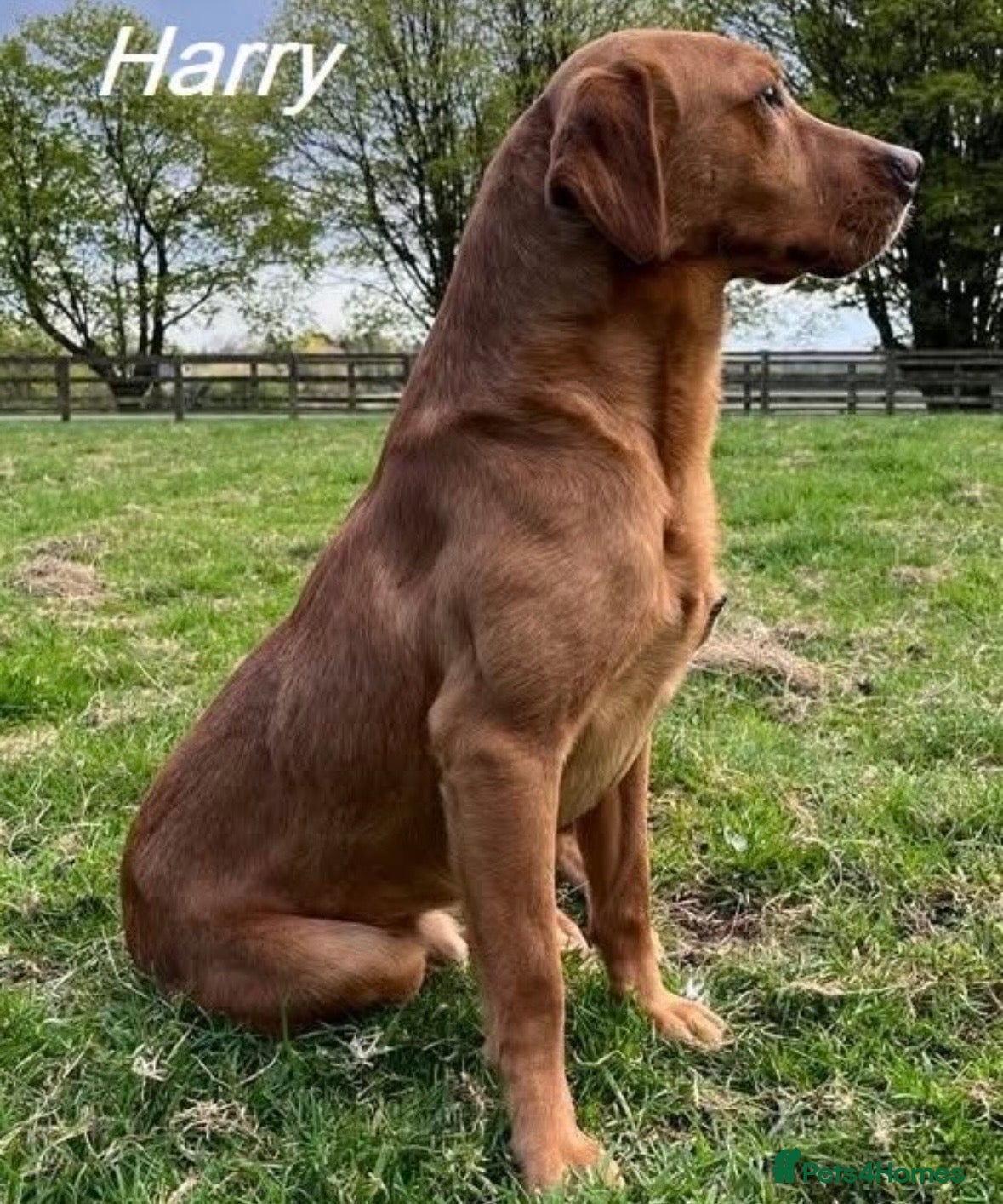 Labrador Retriever dogs Exceptional pedigree fox red Labrador retrievers - Advert 2