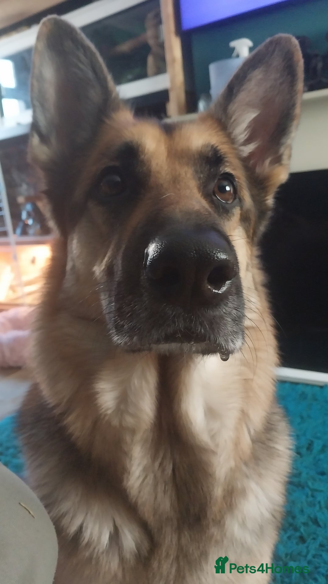 German Shepherd dogs for sale: 2 boy german shepherd puppy's  - Advert 3