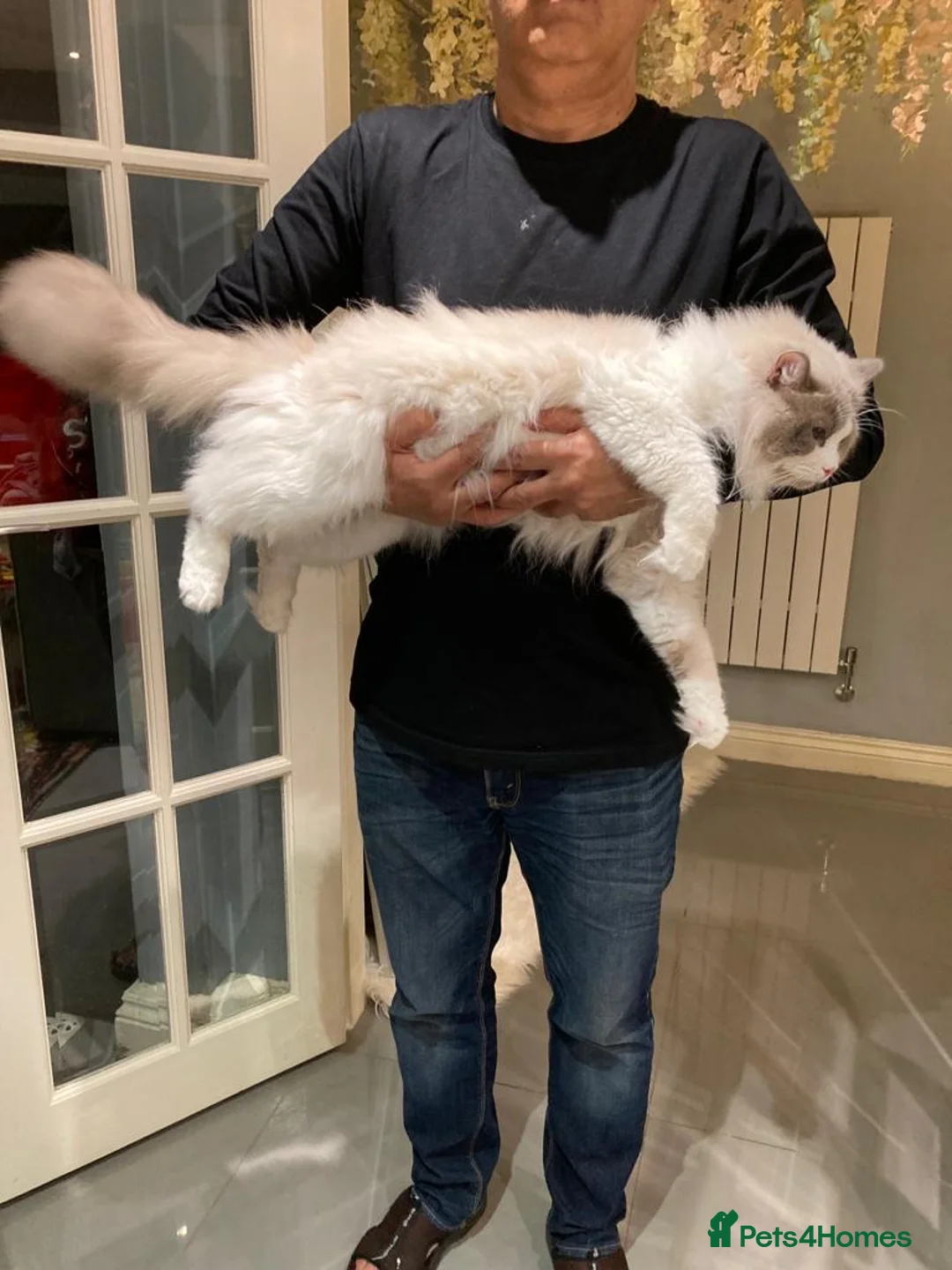 Ragdoll cats for stud: Bi-Colour Handsome Ragdoll Stud GCCF/TICA (Active) - Advert 7