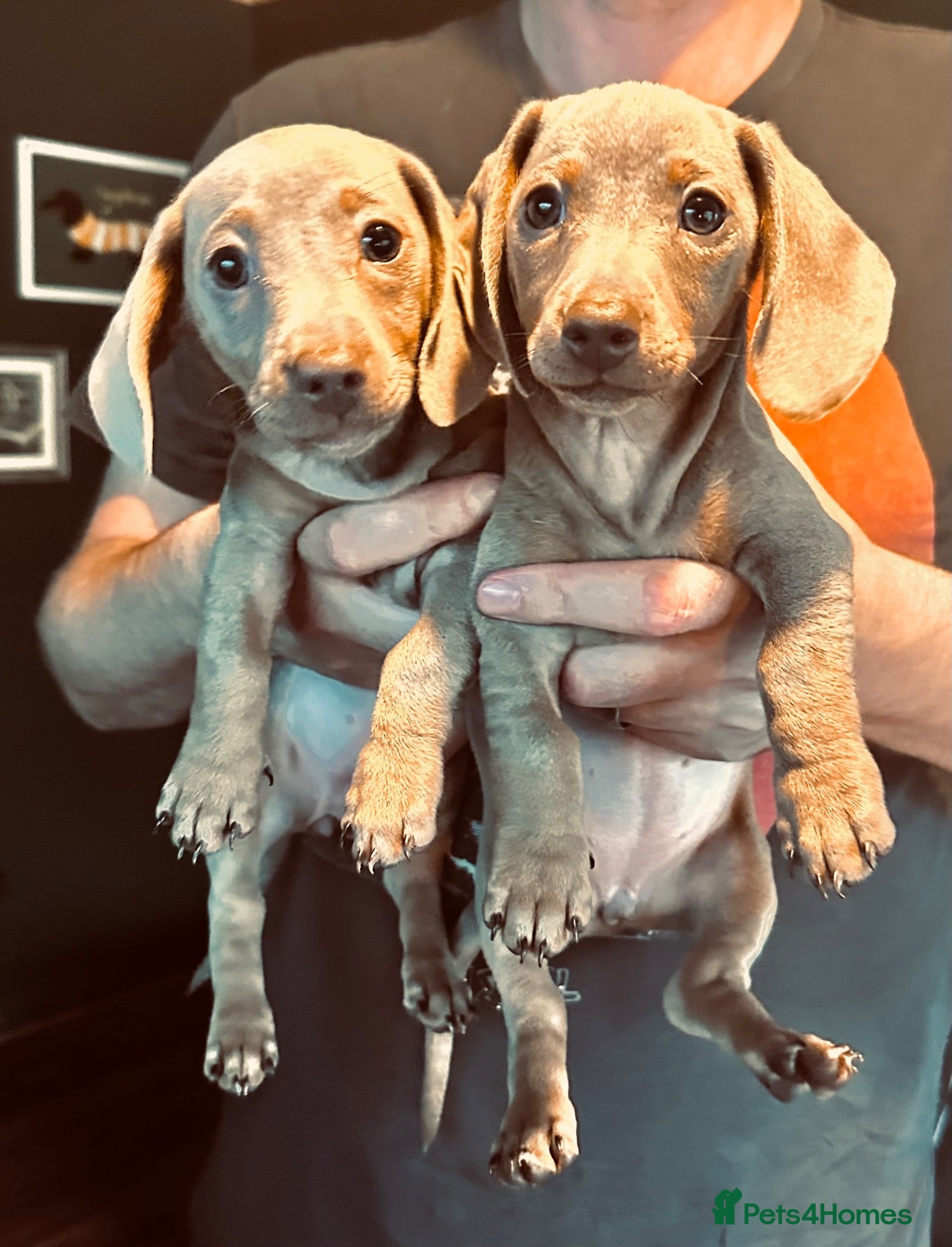 Dachshund dogs 2 Beautiful Isabella twin Dachshunds  - Advert 1