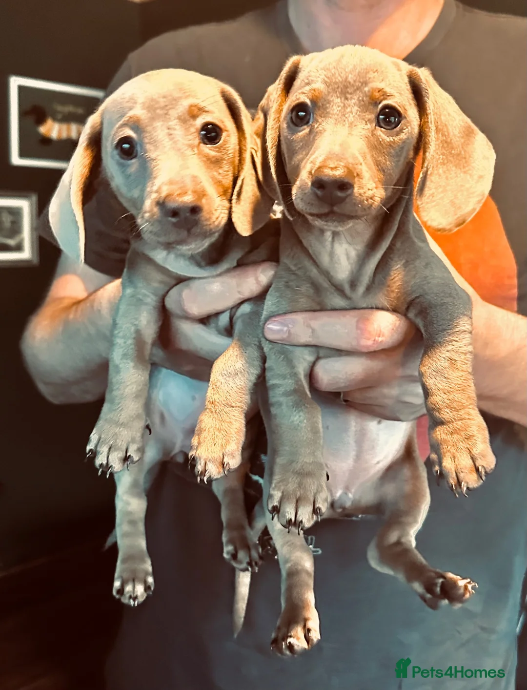 Dachshund dogs for sale: 2 Beautiful Isabella twin Dachshunds  - Advert 1
