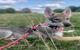 Mixed Breed dogs for sale: 💛Pomsky & Czechoslovakian Wolfdog Puppy Sisters🤎 - Image 3