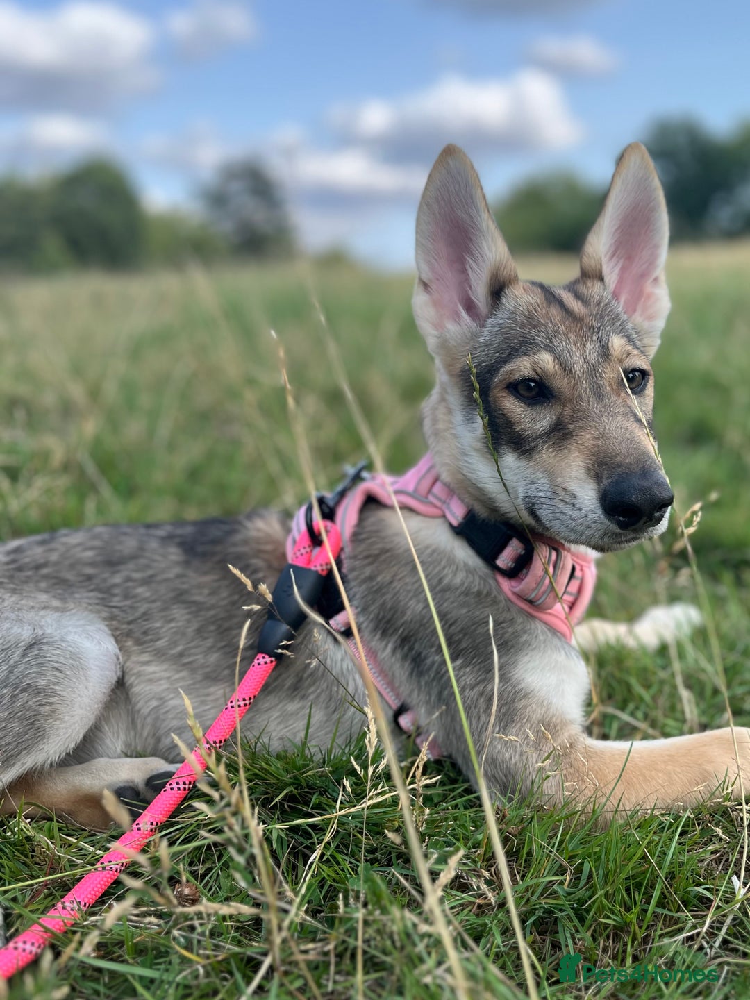 Mixed Breed dogs for sale: 💛Pomsky & Czechoslovakian Wolfdog Puppy Sisters🤎 - Image 3