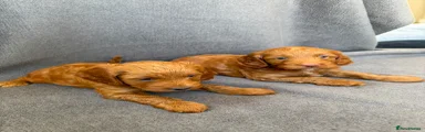 Cockapoo 1