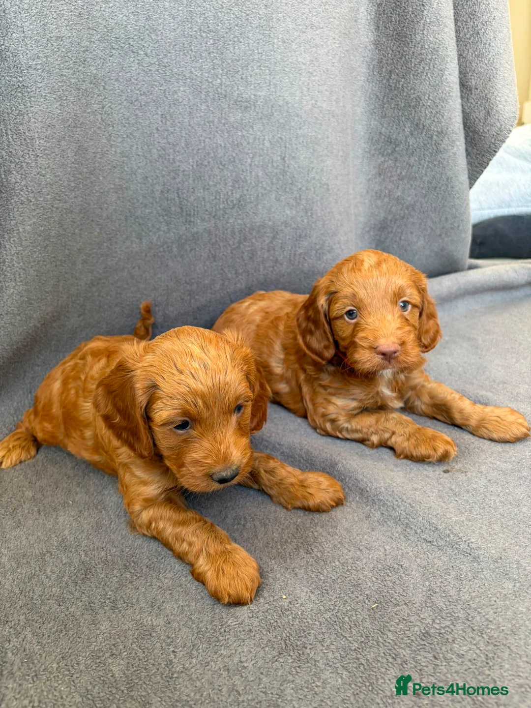 Cockapoo dogs for sale: F1 Cockapoo - Advert 19