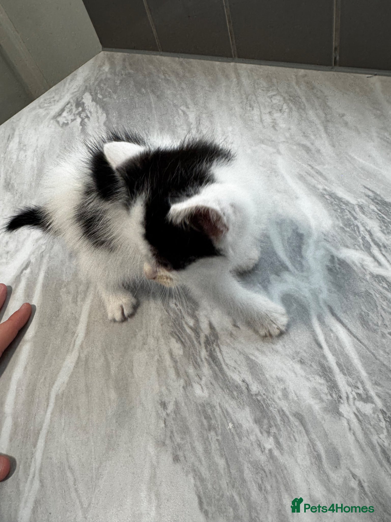 Mixed Breed cats for sale: 3 lovely kittens ready for a new home  - Advert 9