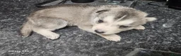 Siberian Husky dogs for sale: 7 siberian huskey puppies for sale £800 - Advert 15
