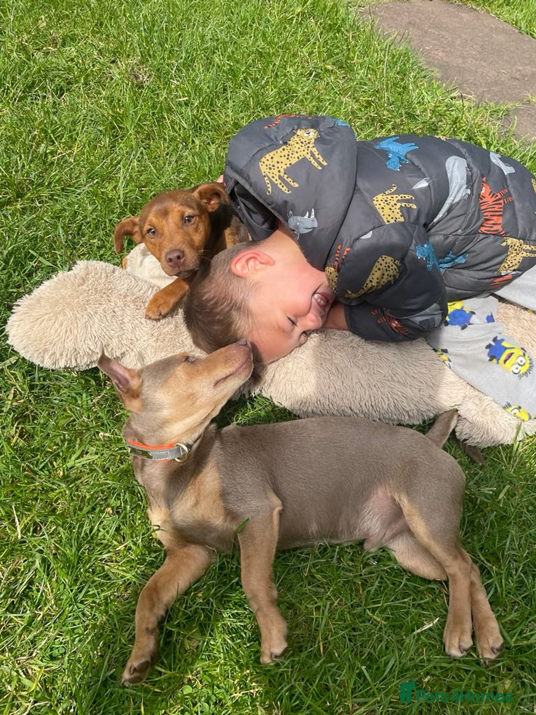 Jack Russell dogs for sale: Jack Russell's from Muchwenlock line - Image 1