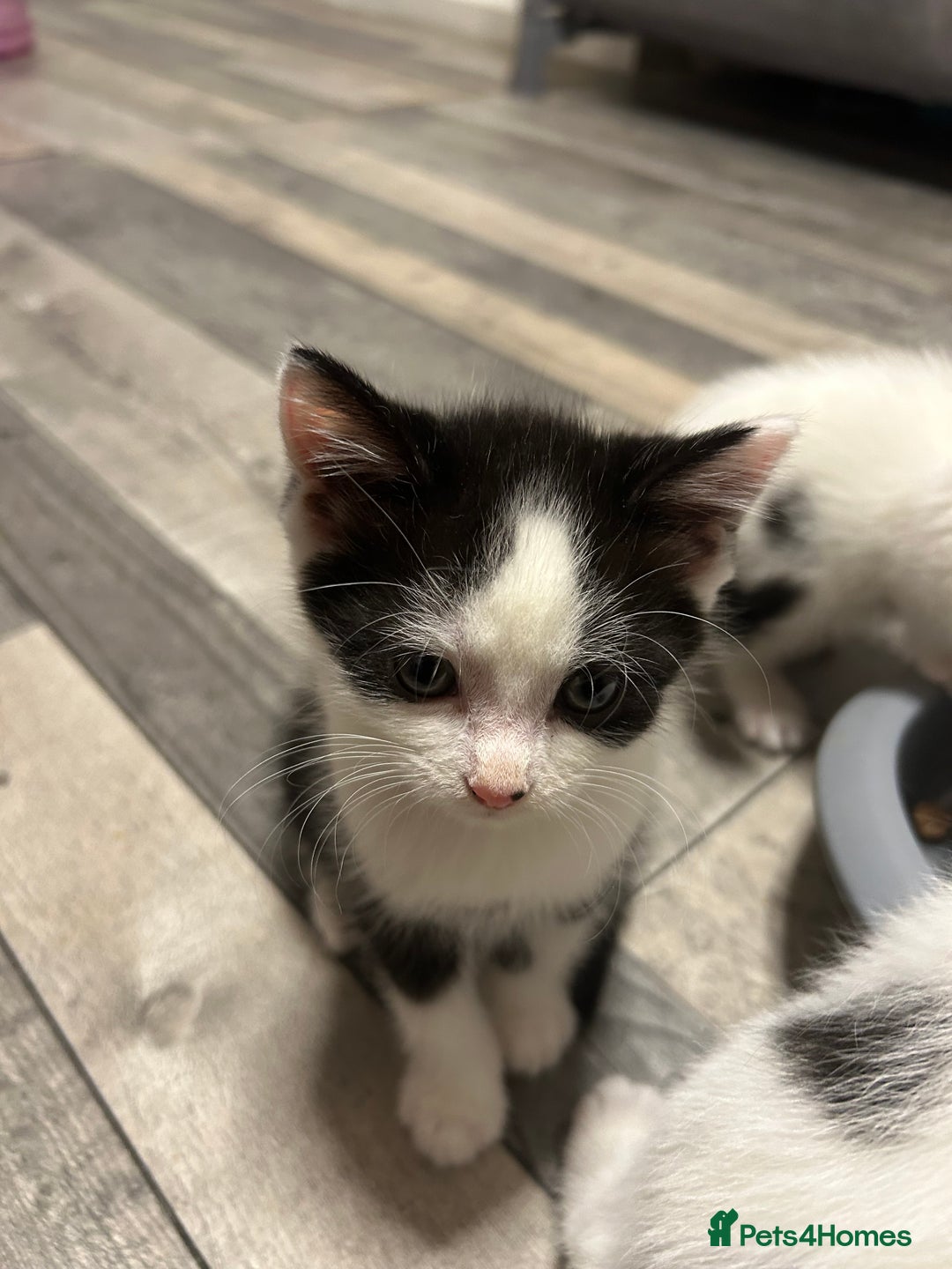 Mixed Breed cats for sale: Kittens are ready now  - Advert 4