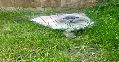 Ragdoll cats - Advert 5