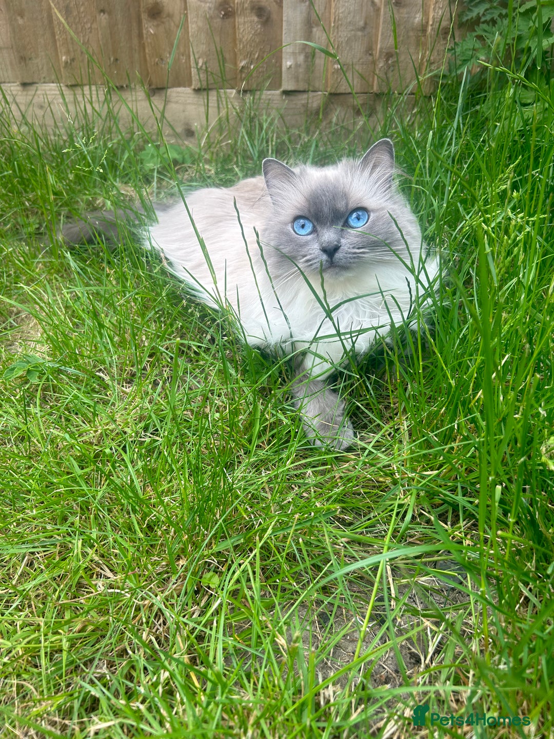 Ragdoll cats for sale: Sweet Ragdoll cats looking for a new home - Image 2
